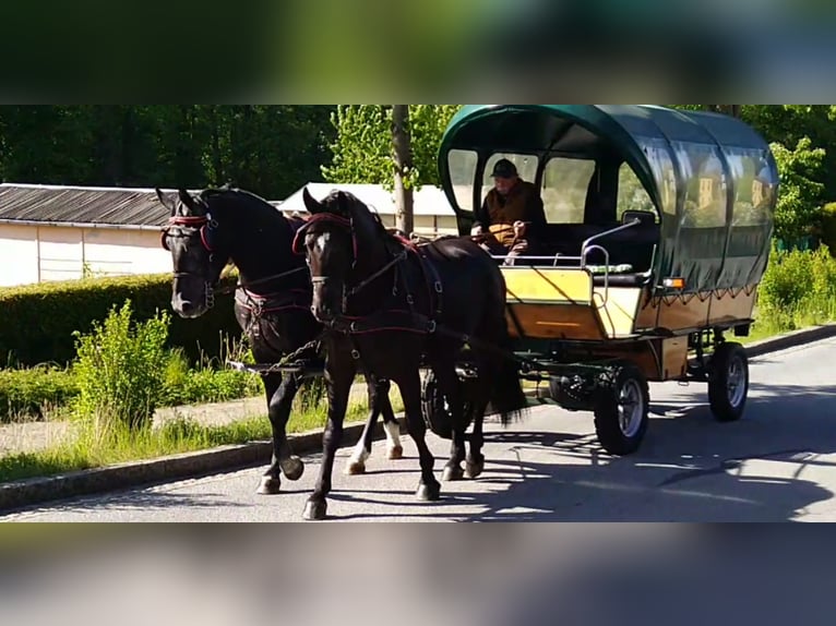 Schweres Warmblut Mix Wałach 3 lat 168 cm Kara in Kamenz