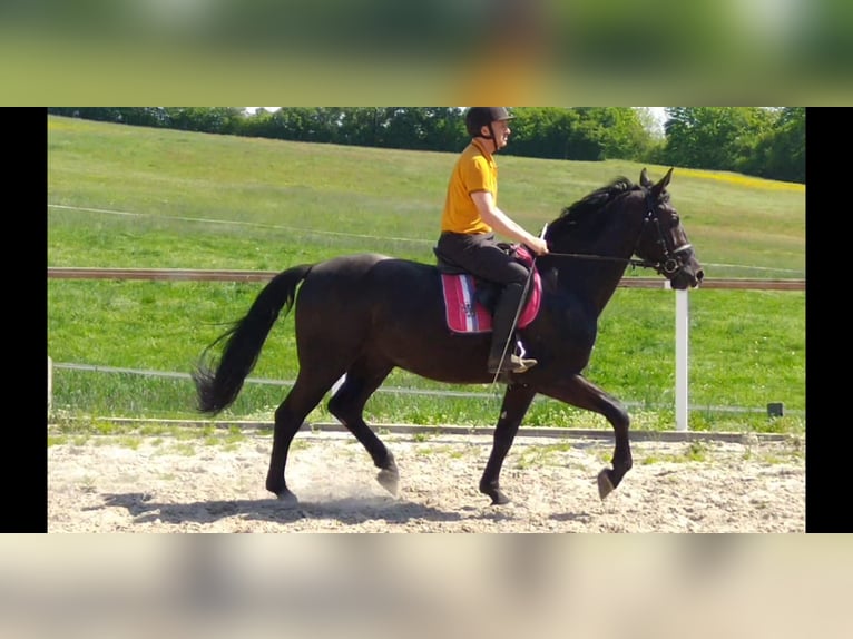 Schweres Warmblut Mix Wałach 3 lat 168 cm Kara in Kamenz