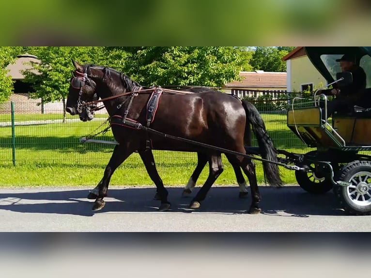 Schweres Warmblut Mix Wałach 3 lat 168 cm Kara in Kamenz