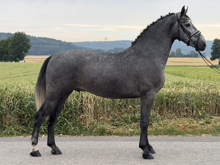 Schweres Warmblut Wałach 3 lat 168 cm Siwa jabłkowita in Riedlingen