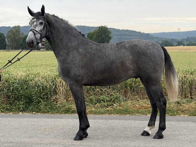 Schweres Warmblut Wałach 3 lat 168 cm Siwa jabłkowita in Riedlingen