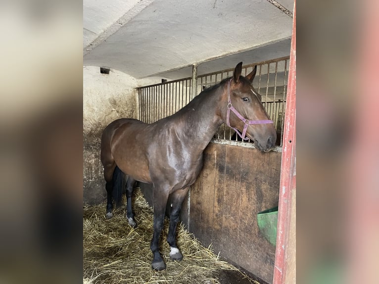 Schweres Warmblut Wałach 3 lat 170 cm Gniada in Thie&#xDF;en