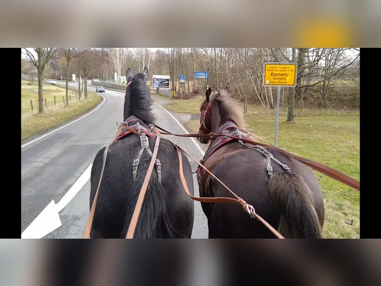 Schweres Warmblut Wałach 3 lat 170 cm Karosiwa in Kamenz