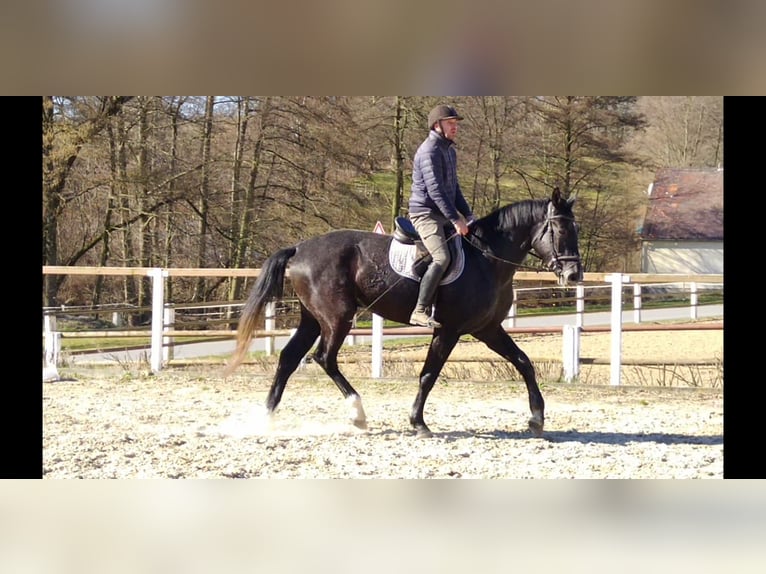 Schweres Warmblut Wałach 3 lat 170 cm Karosiwa in Kamenz
