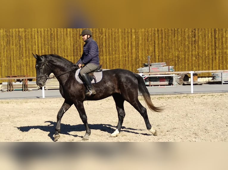 Schweres Warmblut Wałach 3 lat 170 cm Karosiwa in Kamenz