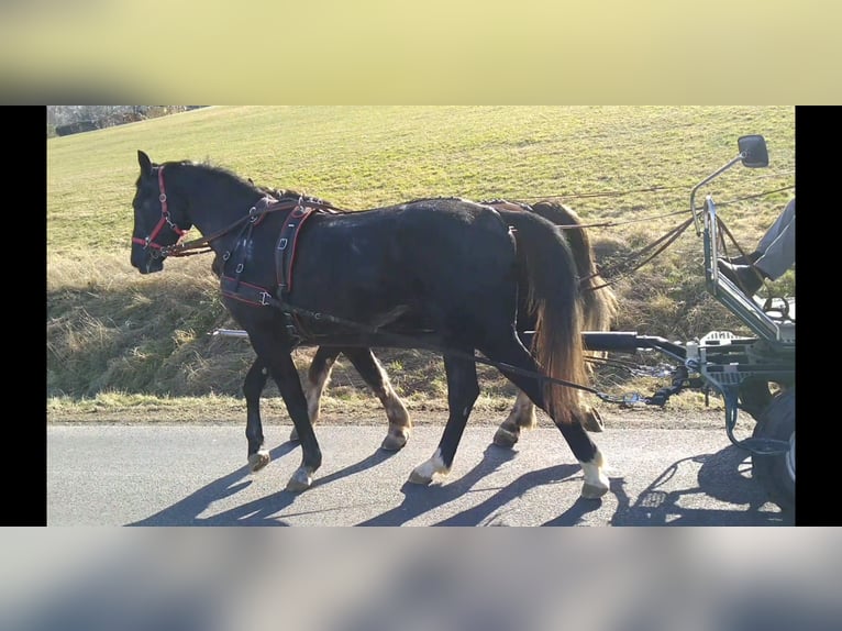 Schweres Warmblut Wałach 3 lat 170 cm Karosiwa in Kamenz