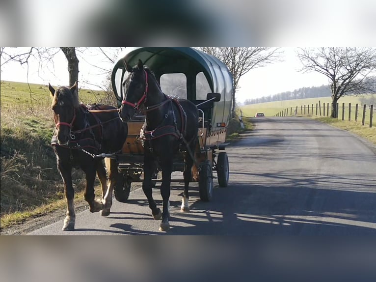 Schweres Warmblut Wałach 3 lat 170 cm Karosiwa in Kamenz