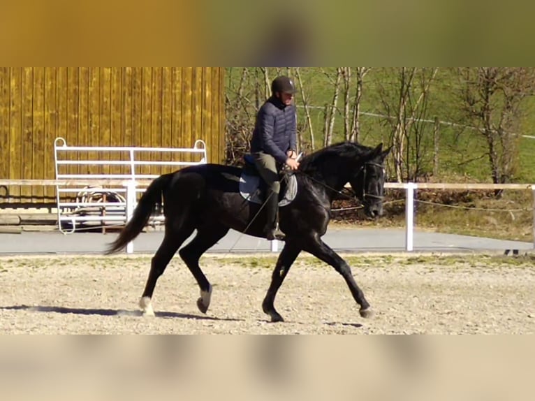 Schweres Warmblut Wałach 3 lat 170 cm Karosiwa in Kamenz