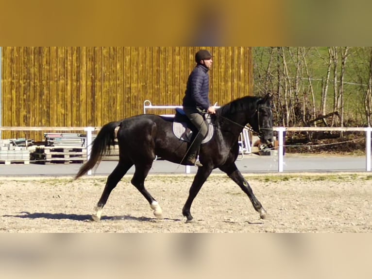 Schweres Warmblut Wałach 3 lat 170 cm Karosiwa in Kamenz