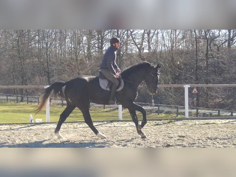 Schweres Warmblut Wałach 3 lat 170 cm Karosiwa in Kamenz