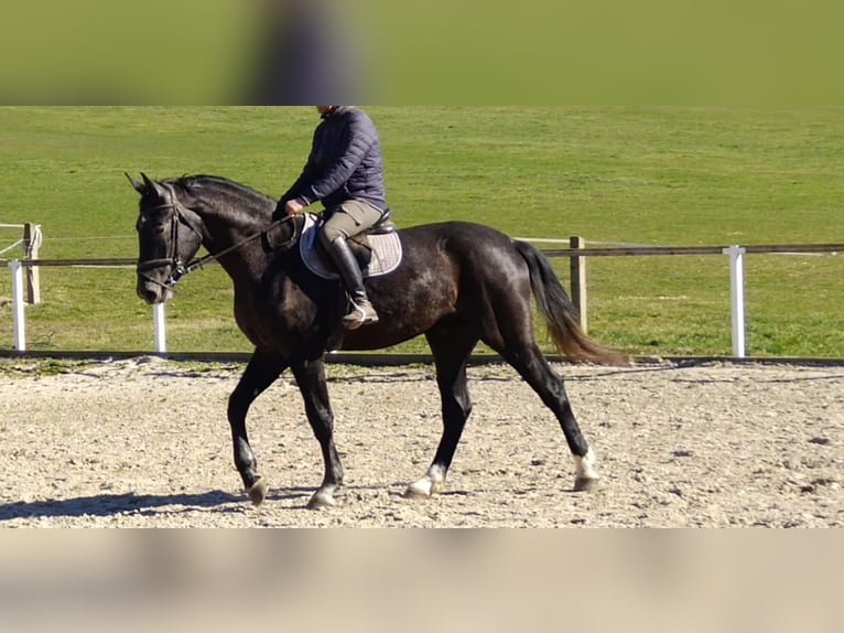 Schweres Warmblut Wałach 3 lat 170 cm Karosiwa in Kamenz