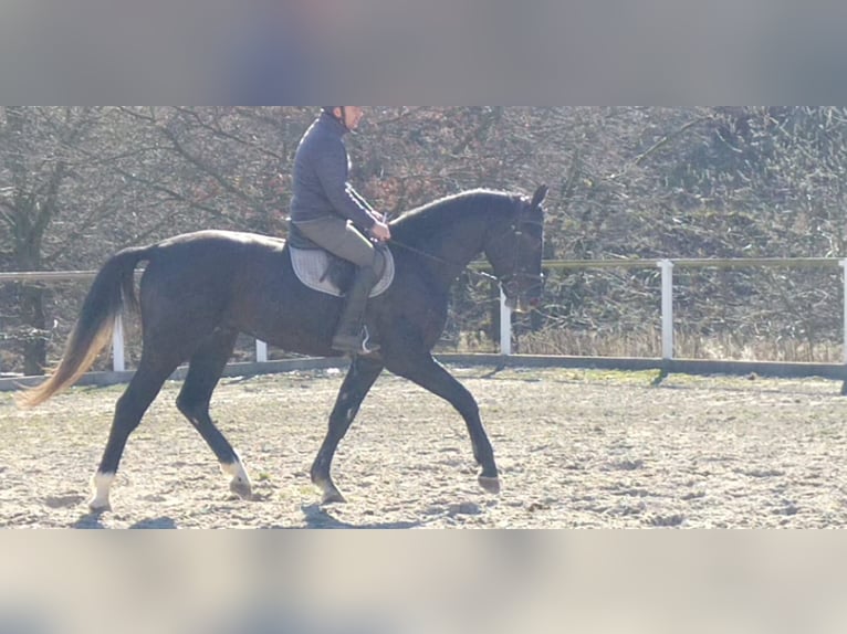 Schweres Warmblut Wałach 3 lat 170 cm Karosiwa in Kamenz
