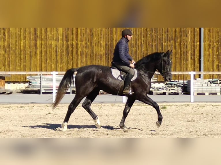 Schweres Warmblut Wałach 3 lat 170 cm Karosiwa in Kamenz