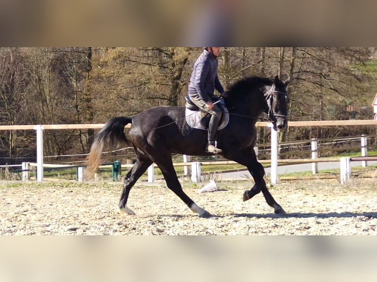 Schweres Warmblut Wałach 3 lat 170 cm Karosiwa in Kamenz