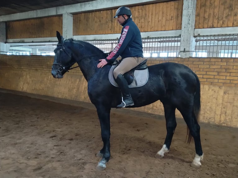 Schweres Warmblut Wałach 3 lat 170 cm Karosiwa in Kamenz