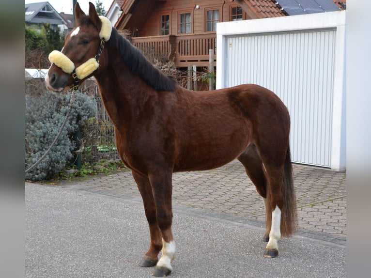 Schweres Warmblut Mix Wałach 4 lat 152 cm Ciemnokasztanowata in Bretten