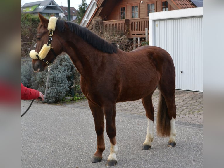 Schweres Warmblut Mix Wałach 4 lat 152 cm Ciemnokasztanowata in Bretten