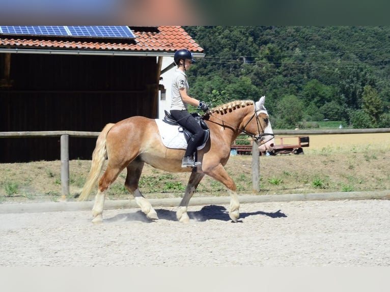 Schweres Warmblut Wałach 4 lat 157 cm Kasztanowata in Wellheim