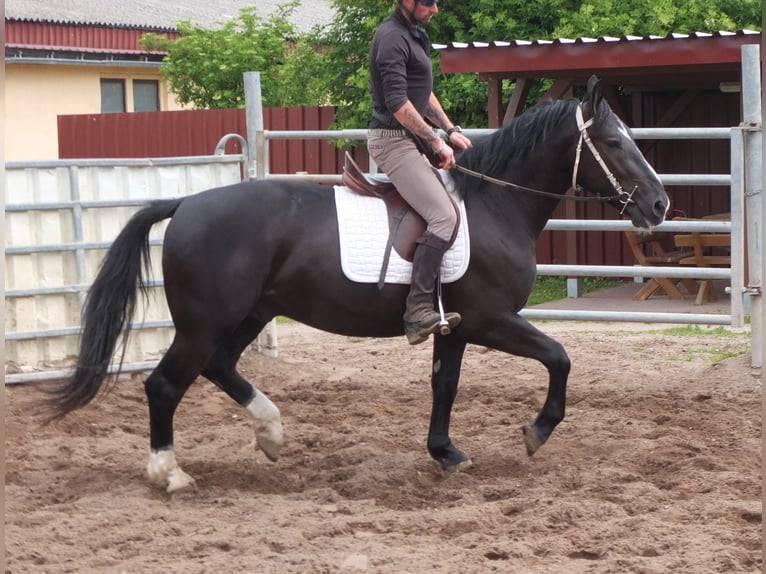 Schweres Warmblut Wałach 4 lat 160 cm Kara in Buttstädt