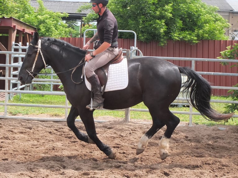 Schweres Warmblut Wałach 4 lat 160 cm Kara in Buttstädt