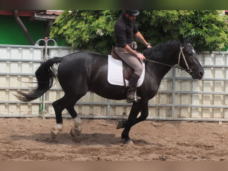 Schweres Warmblut Wałach 4 lat 160 cm Kara in Buttstädt