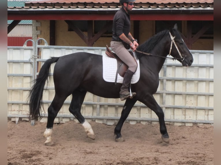 Schweres Warmblut Wałach 4 lat 160 cm Kara in Buttstädt