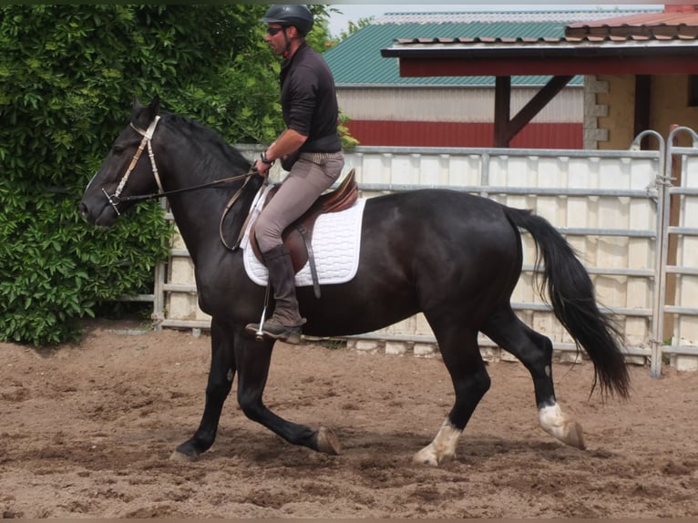 Schweres Warmblut Wałach 4 lat 160 cm Kara in Buttstädt