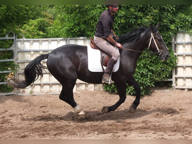 Schweres Warmblut Wałach 4 lat 160 cm Kara in Buttstädt