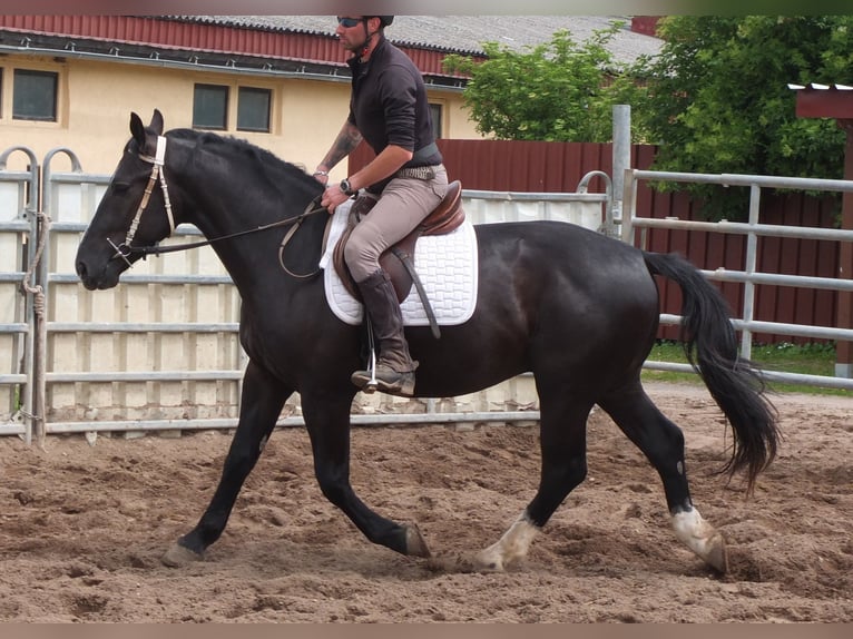 Schweres Warmblut Wałach 4 lat 160 cm Kara in Buttstädt