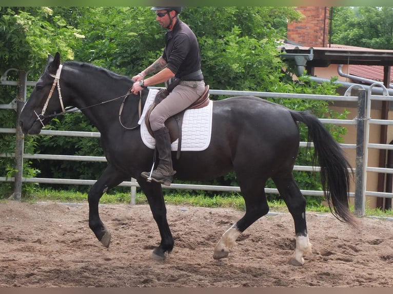Schweres Warmblut Wałach 4 lat 160 cm Kara in Buttstädt