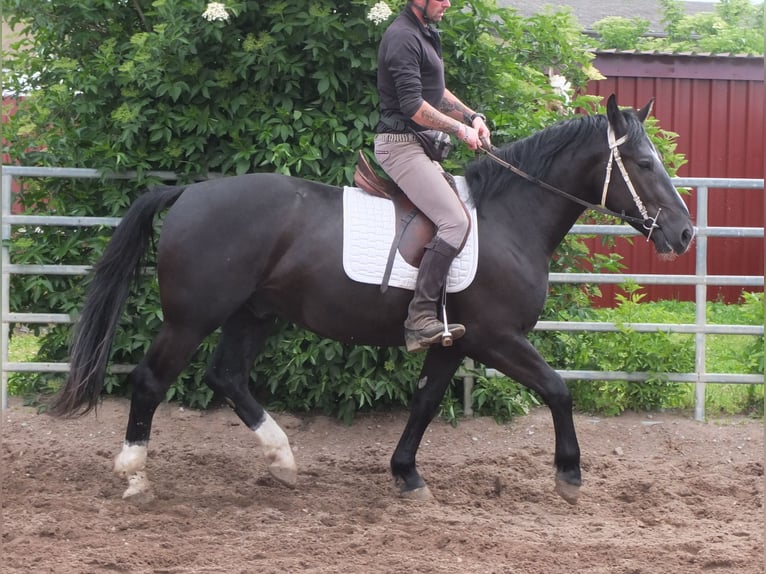 Schweres Warmblut Wałach 4 lat 160 cm Kara in Buttstädt