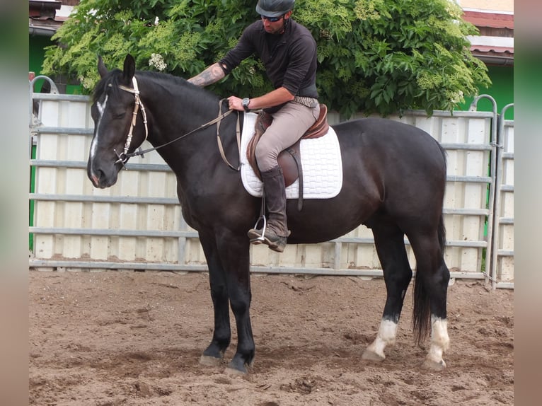 Schweres Warmblut Wałach 4 lat 160 cm Kara in Buttstädt