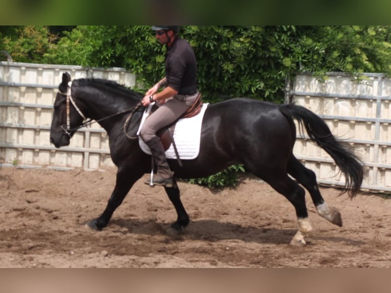 Schweres Warmblut Wałach 4 lat 160 cm Kara in Buttstädt