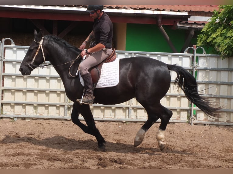 Schweres Warmblut Wałach 4 lat 160 cm Kara in Buttstädt