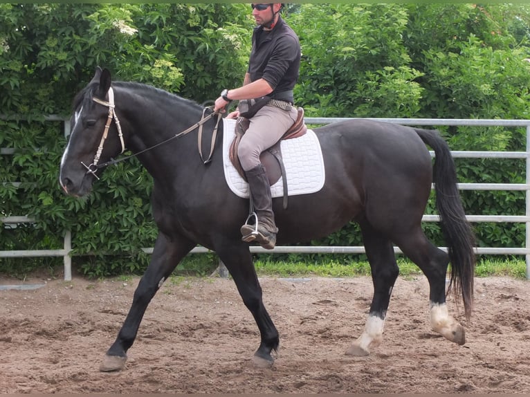 Schweres Warmblut Wałach 4 lat 160 cm Kara in Buttstädt