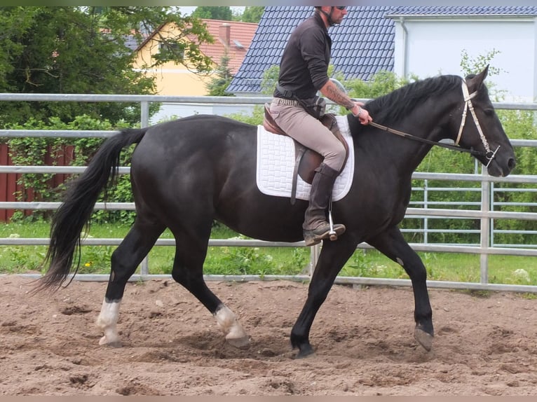 Schweres Warmblut Wałach 4 lat 160 cm Kara in Buttstädt