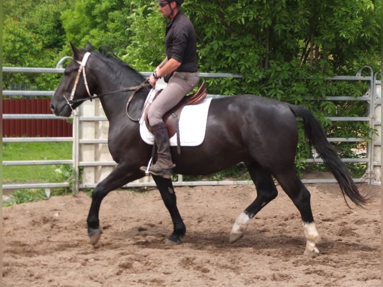 Schweres Warmblut Wałach 4 lat 160 cm Kara in Buttstädt