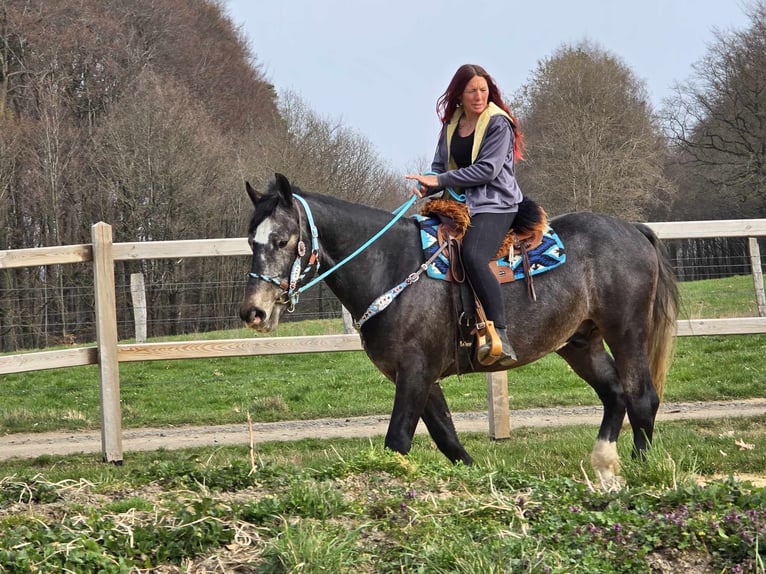 Schweres Warmblut Wałach 4 lat 160 cm Karosiwa in Linkenbach