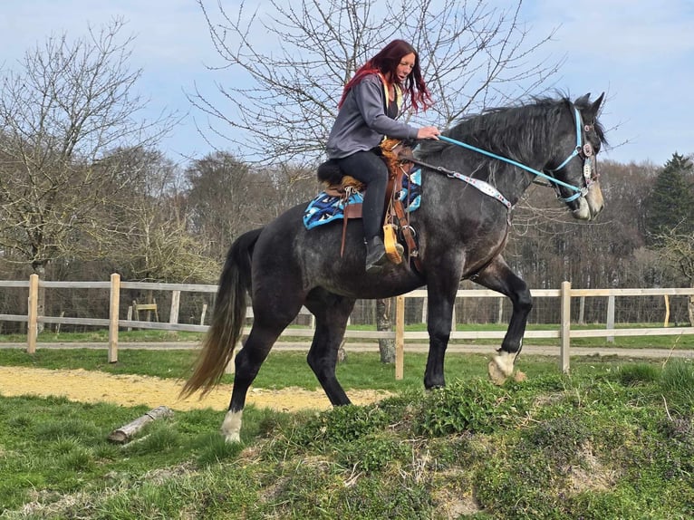 Schweres Warmblut Wałach 4 lat 160 cm Karosiwa in Linkenbach