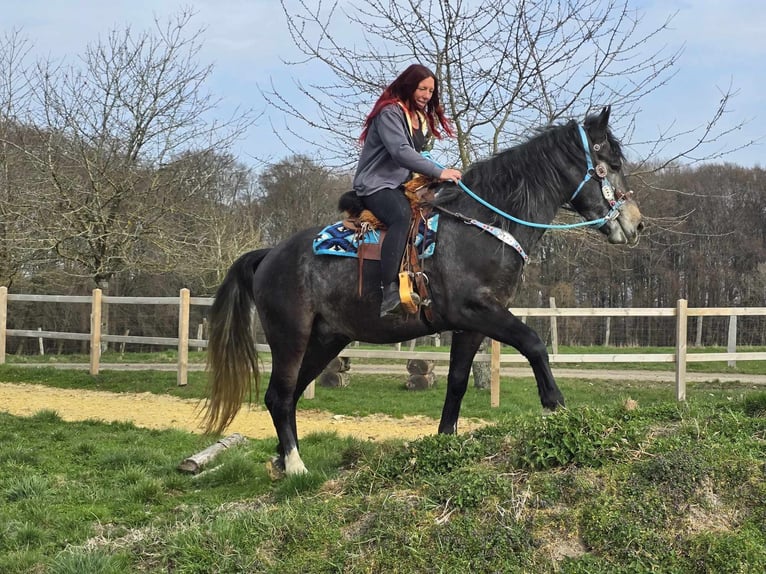 Schweres Warmblut Wałach 4 lat 160 cm Karosiwa in Linkenbach