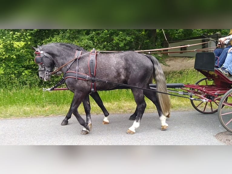 Schweres Warmblut Wałach 4 lat 162 cm Siwa in Kamenz