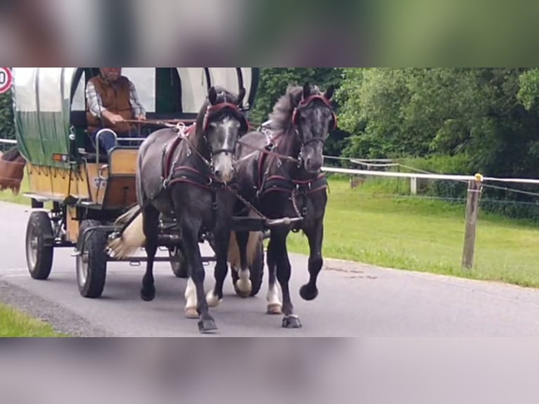 Schweres Warmblut Wałach 4 lat 162 cm Siwa in Kamenz