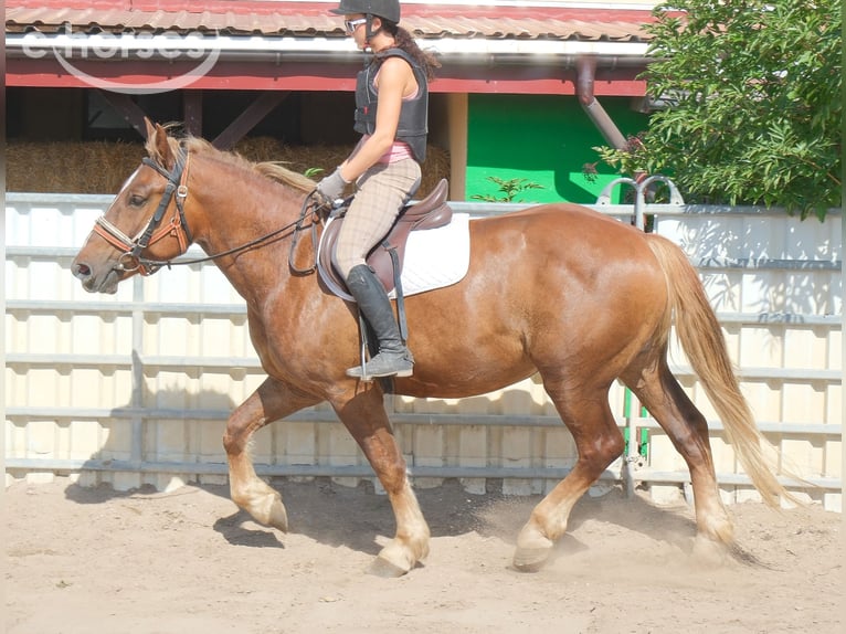 Schweres Warmblut Mix Wałach 4 lat 163 cm Ciemnokasztanowata in Buttstädt