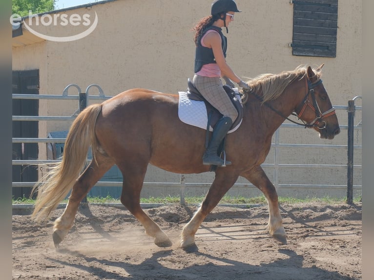 Schweres Warmblut Mix Wałach 4 lat 163 cm Ciemnokasztanowata in Buttstädt