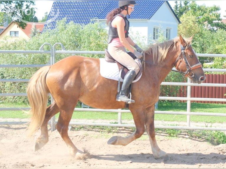 Schweres Warmblut Mix Wałach 4 lat 163 cm Ciemnokasztanowata in Buttstädt