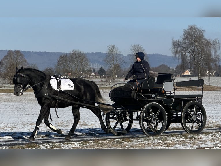 Schweres Warmblut Wałach 4 lat 163 cm Karosiwa in Riedlingen