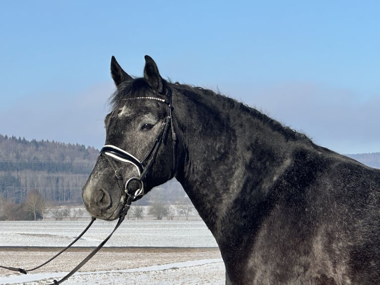 Schweres Warmblut Wałach 4 lat 163 cm Karosiwa in Riedlingen