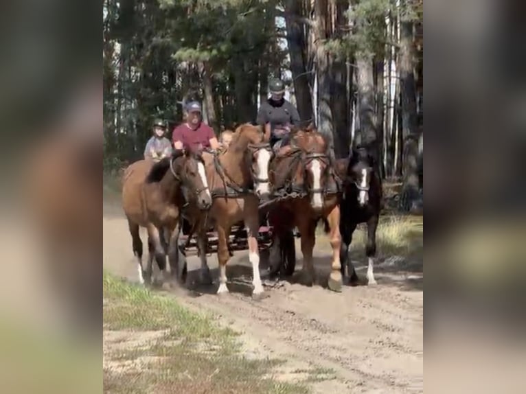 Schweres Warmblut Wałach 4 lat 163 cm Kasztanowata in Daleiden