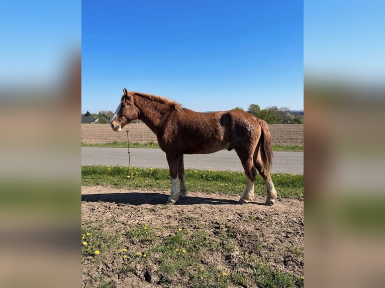 Schweres Warmblut Wałach 4 lat 163 cm Kasztanowata in Daleiden