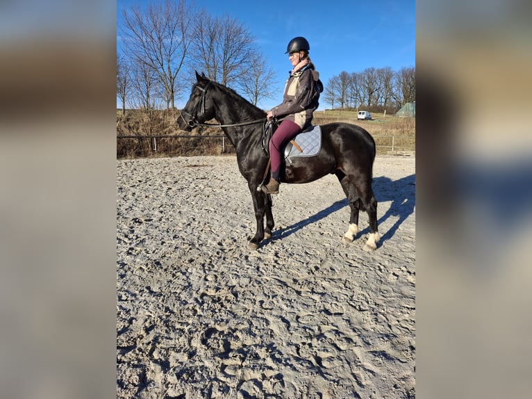 Schweres Warmblut Wałach 4 lat 164 cm Kara in Kamenz